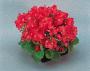 Seminte profesionale Begonia semperflorens - Ghetisoara - imagine 23140